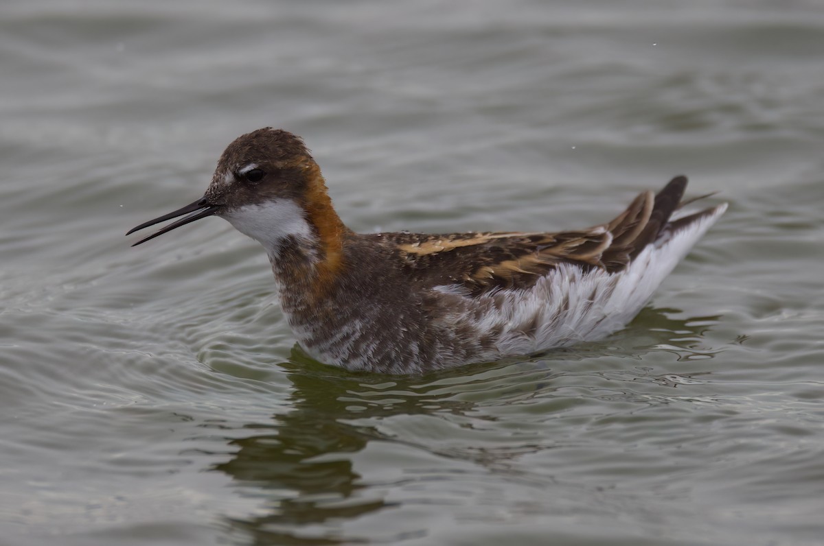 Red-necked Phalarope - Matt Yawney