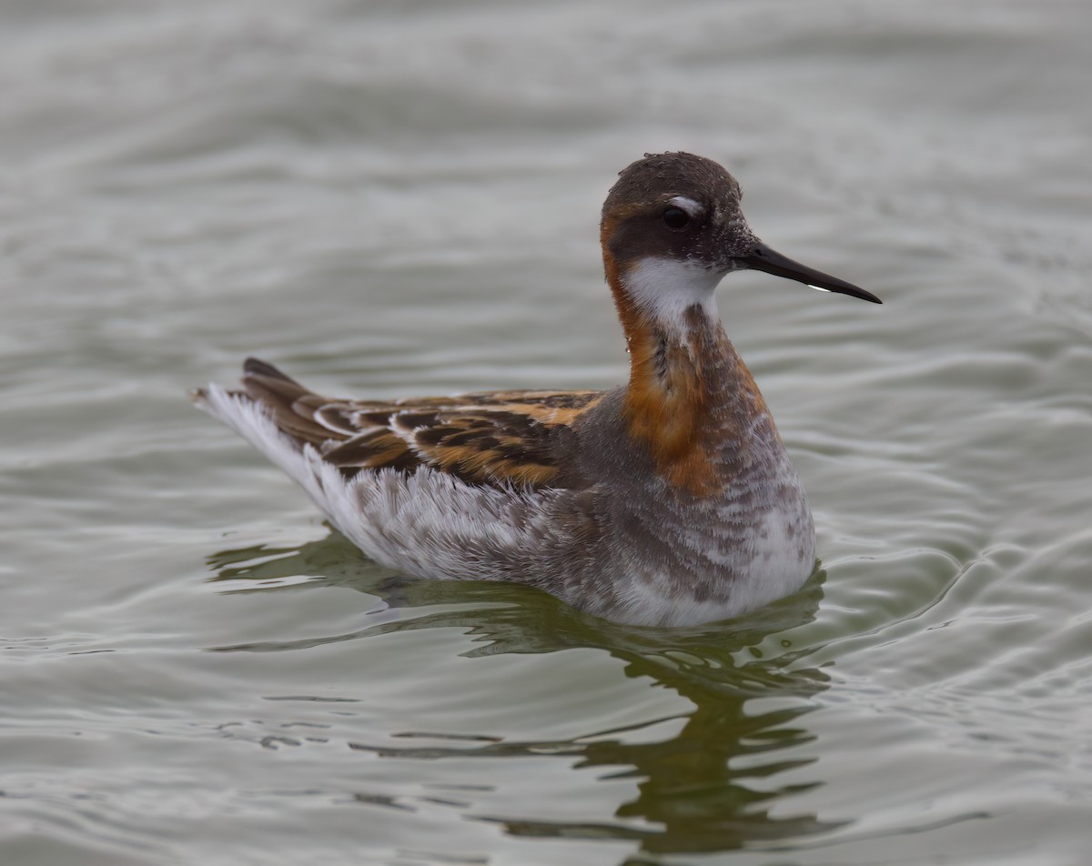 Red-necked Phalarope - Matt Yawney