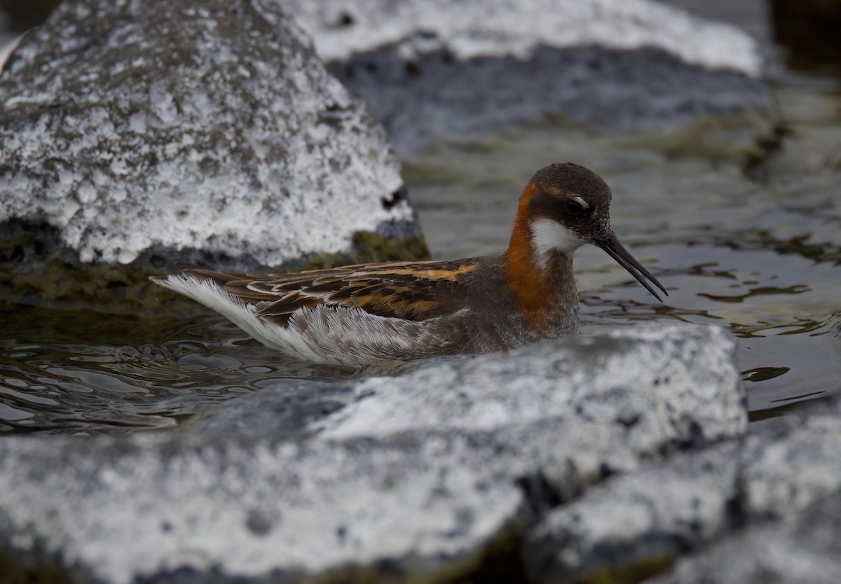 Red-necked Phalarope - Matt Yawney