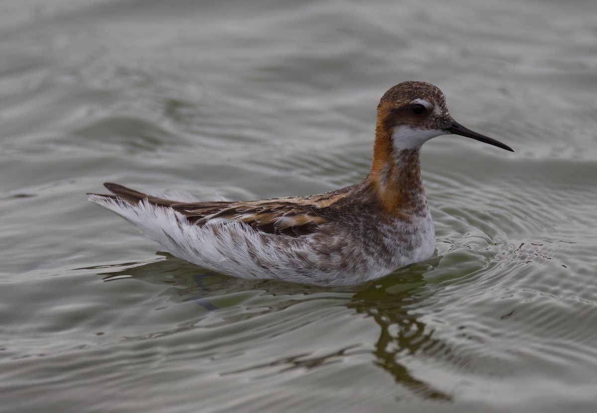 Red-necked Phalarope - Matt Yawney