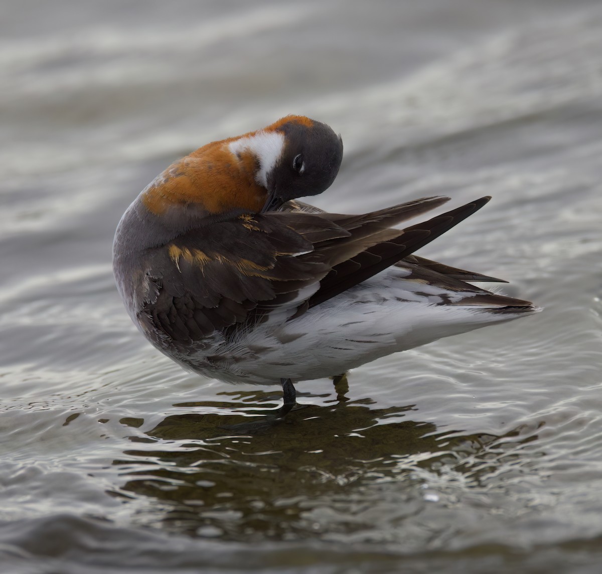 Red-necked Phalarope - Matt Yawney