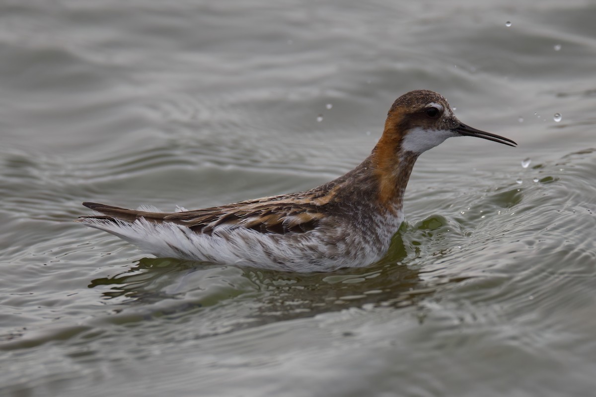 Red-necked Phalarope - Matt Yawney