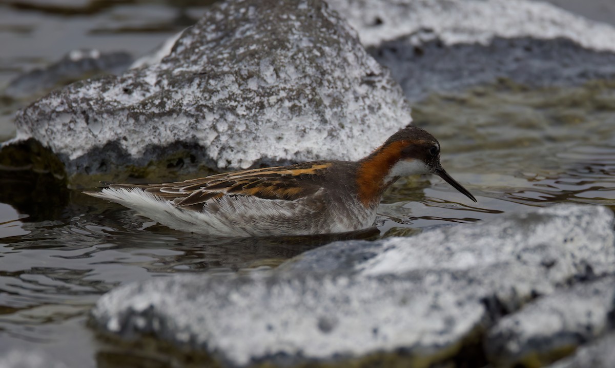 Red-necked Phalarope - Matt Yawney