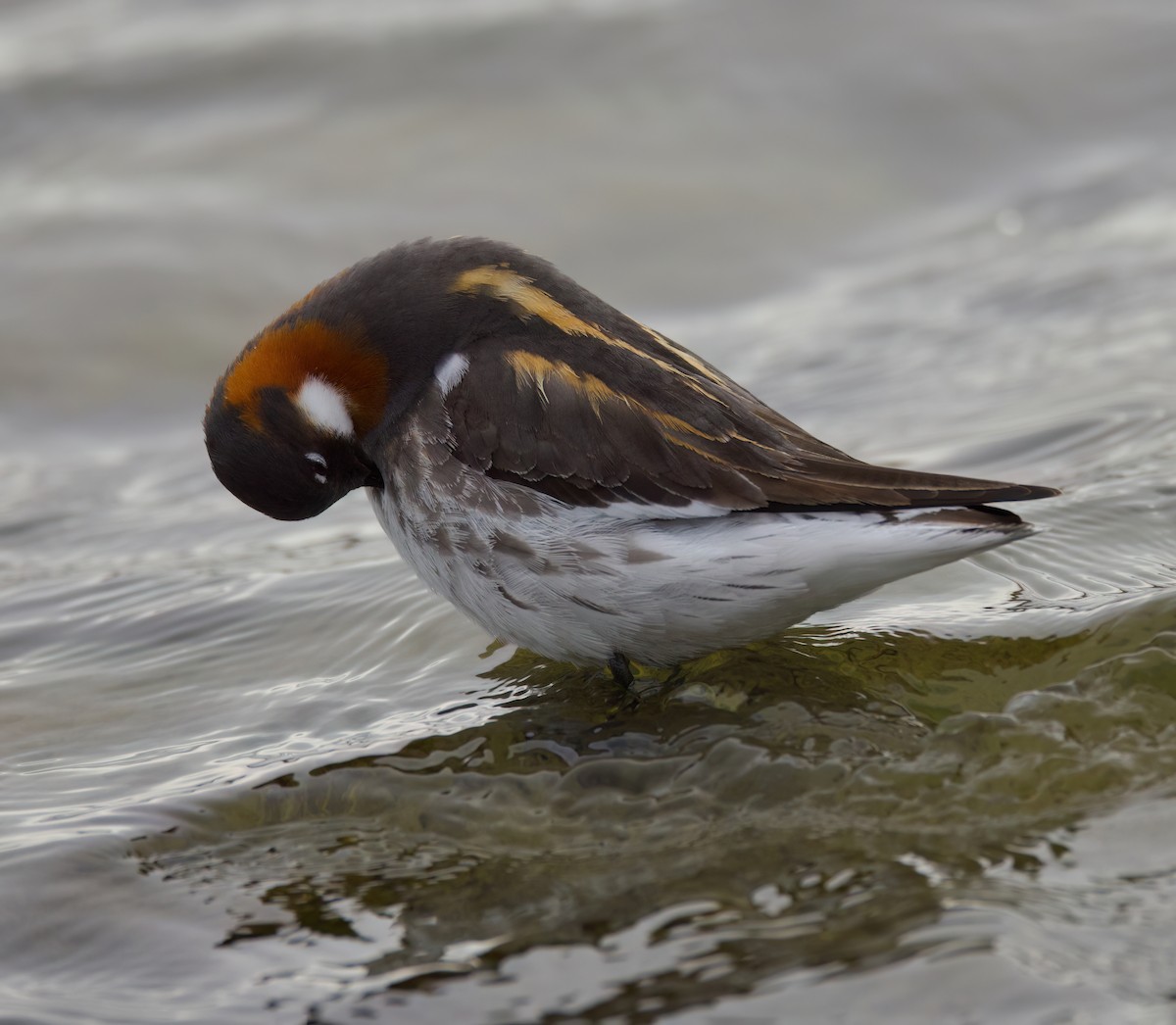 Red-necked Phalarope - Matt Yawney