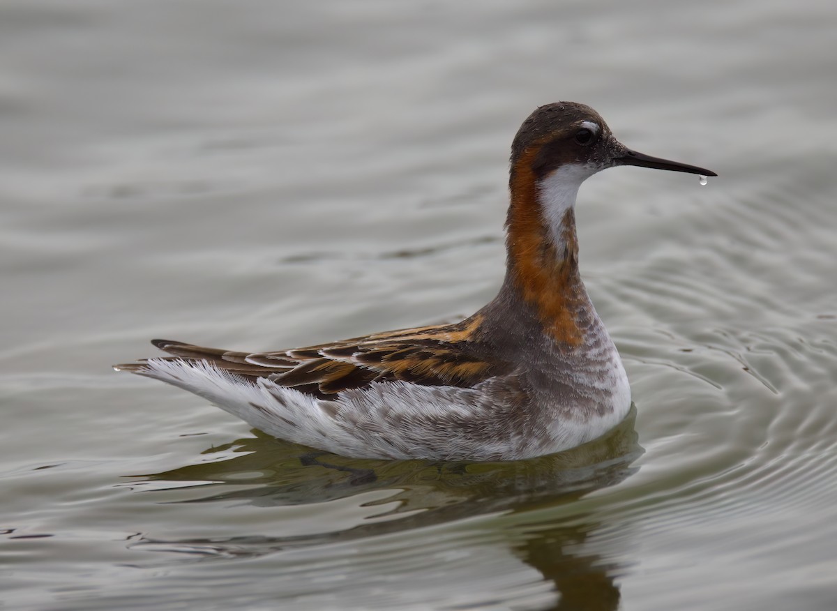 Red-necked Phalarope - Matt Yawney