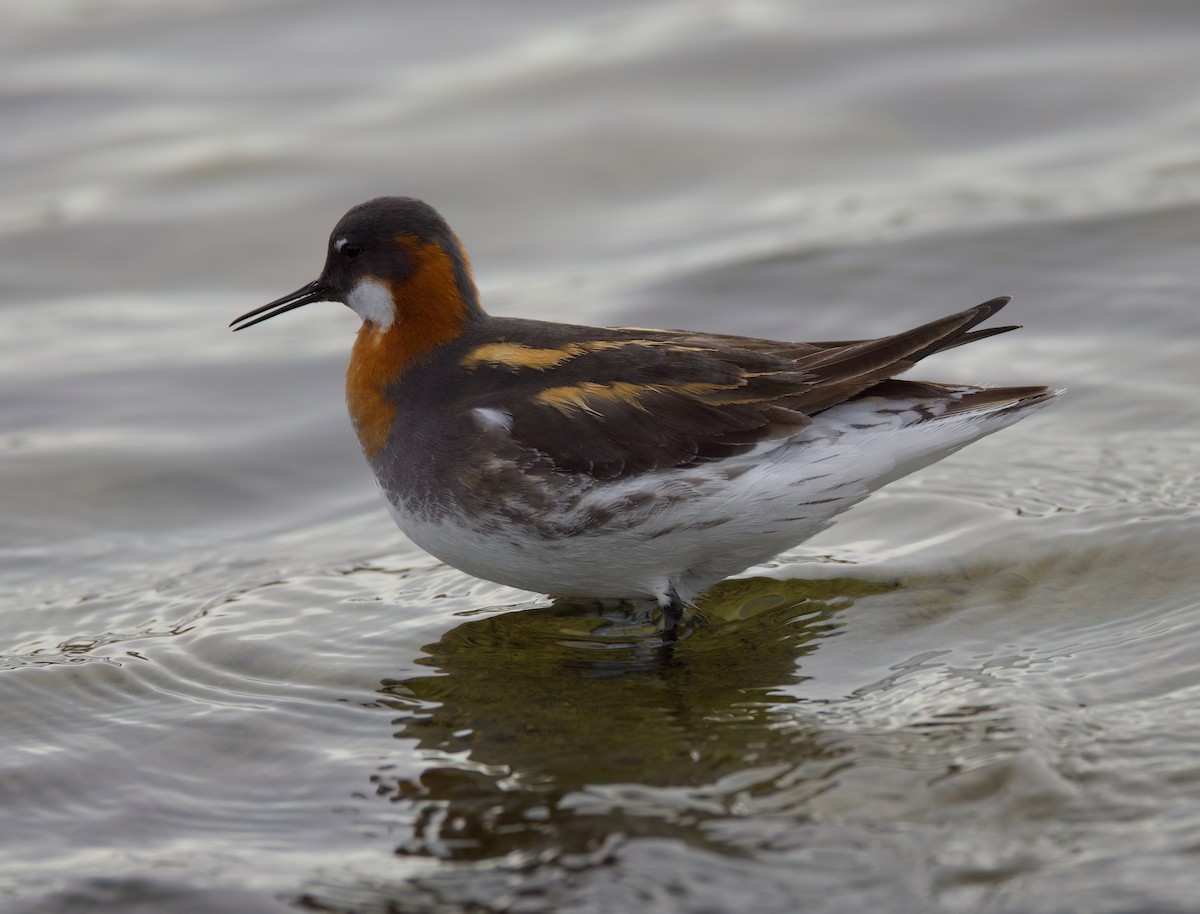 Red-necked Phalarope - Matt Yawney