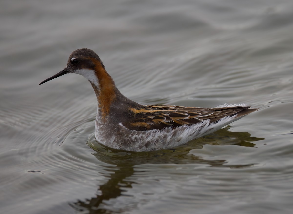 Red-necked Phalarope - Matt Yawney