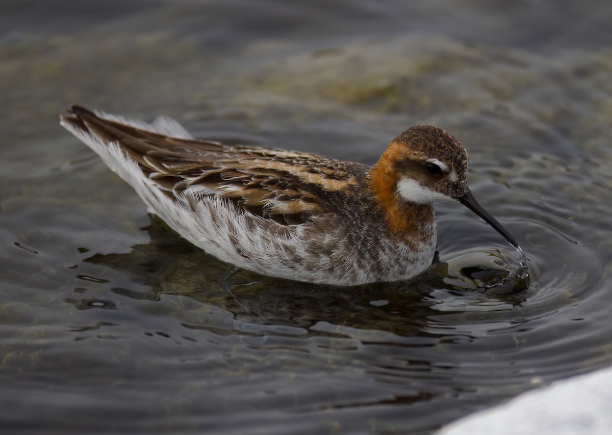 Red-necked Phalarope - Matt Yawney