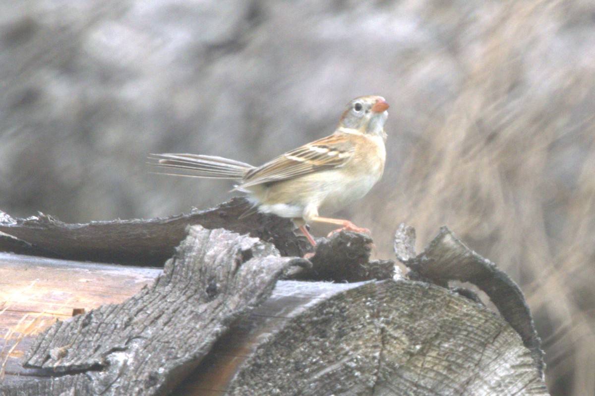 Field Sparrow - David Bennett