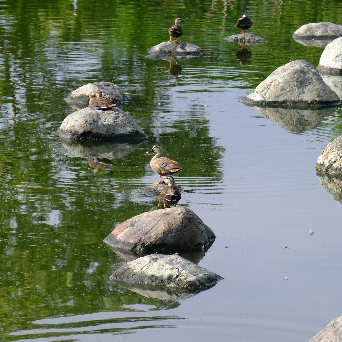 Eastern Spot-billed Duck - Kuan Chia Hsiu