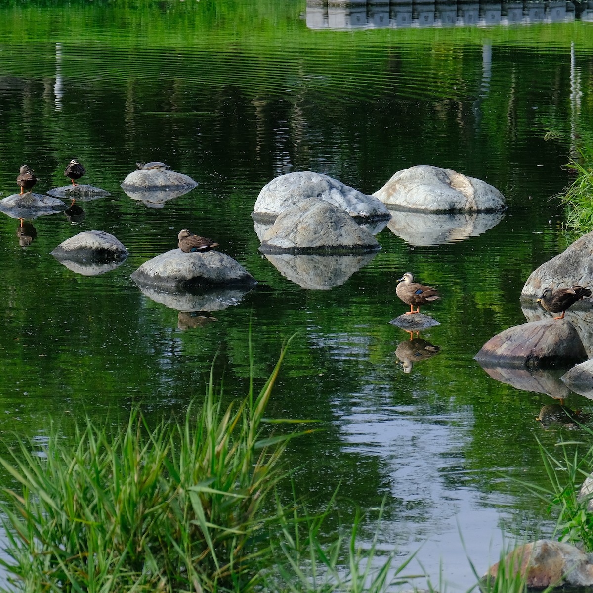 Eastern Spot-billed Duck - Kuan Chia Hsiu