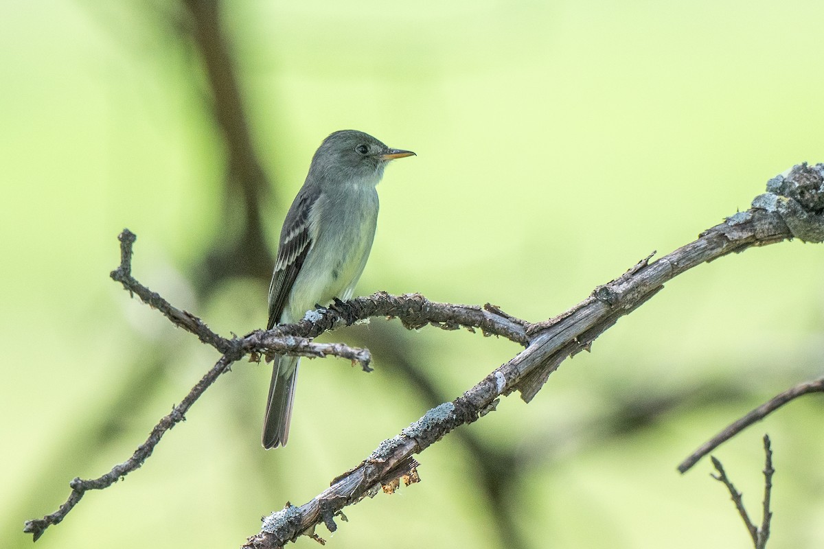 Eastern Wood-Pewee - Susan Teefy