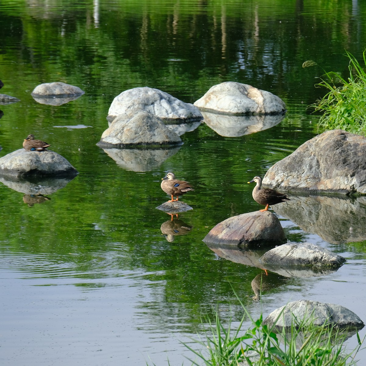 Eastern Spot-billed Duck - Kuan Chia Hsiu