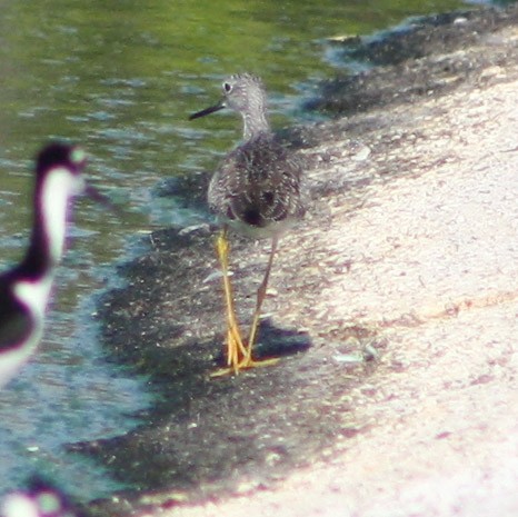 Greater Yellowlegs - Serguei Alexander López Perez