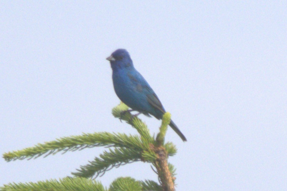 Indigo Bunting - David Bennett