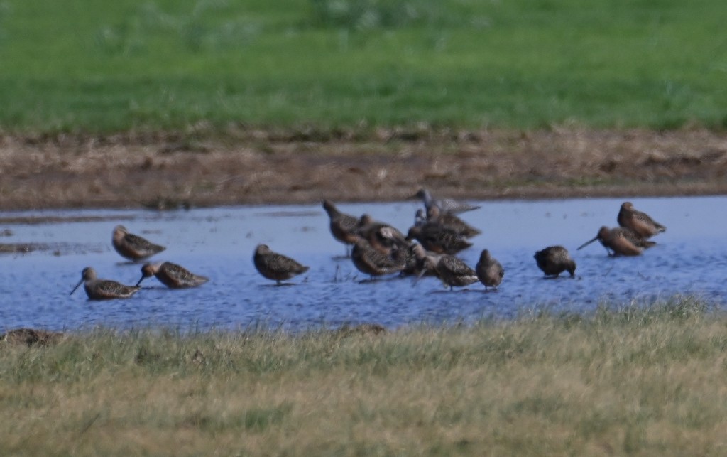 Long-billed Dowitcher - Steve Davis