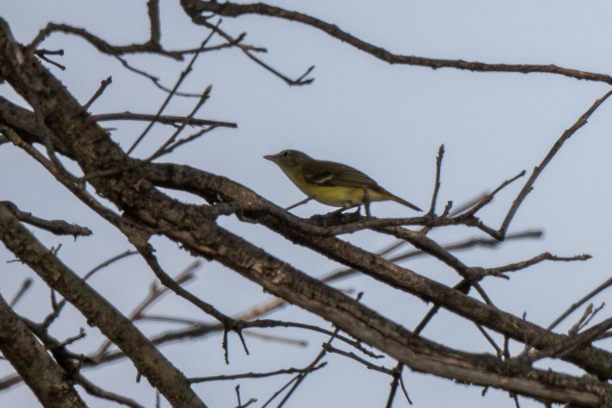 Bell's Vireo - Susan Teefy