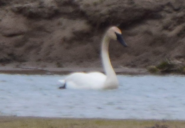 Trumpeter Swan - Bob Godwin