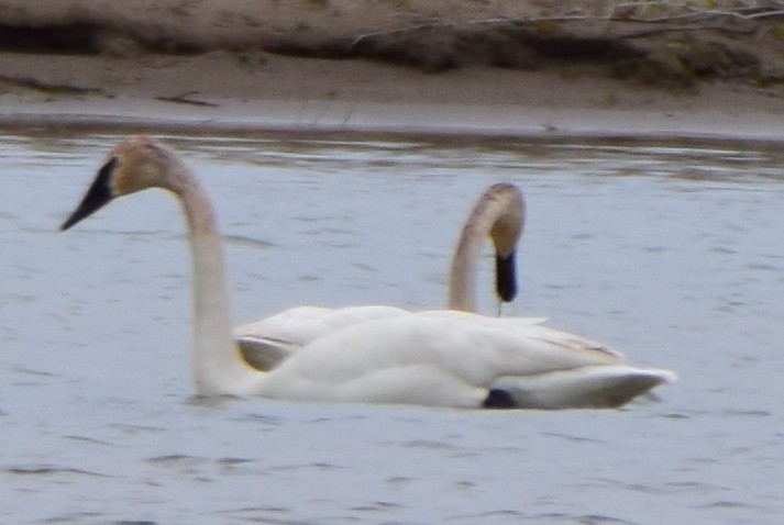 Trumpeter Swan - Bob Godwin