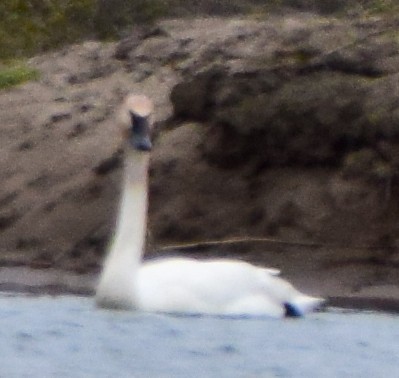 Trumpeter Swan - Bob Godwin