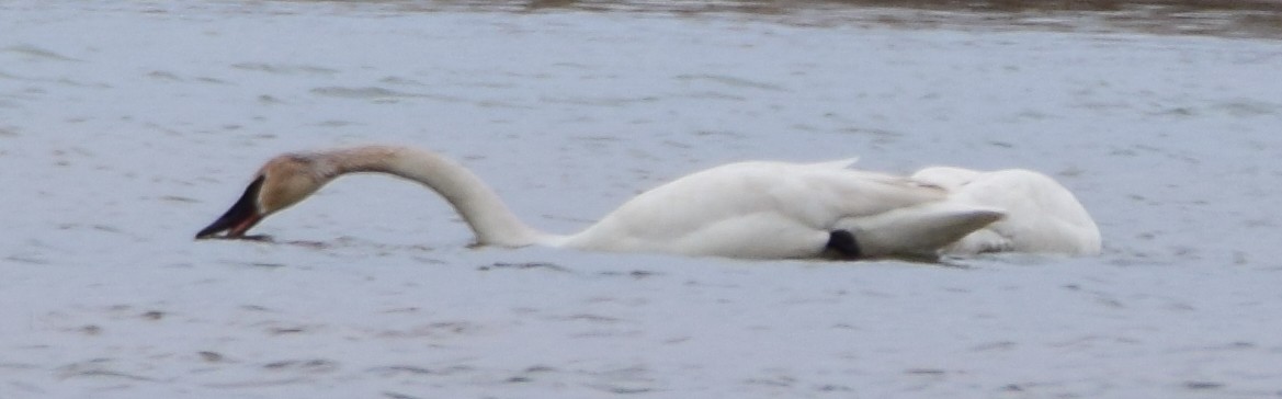 Trumpeter Swan - Bob Godwin