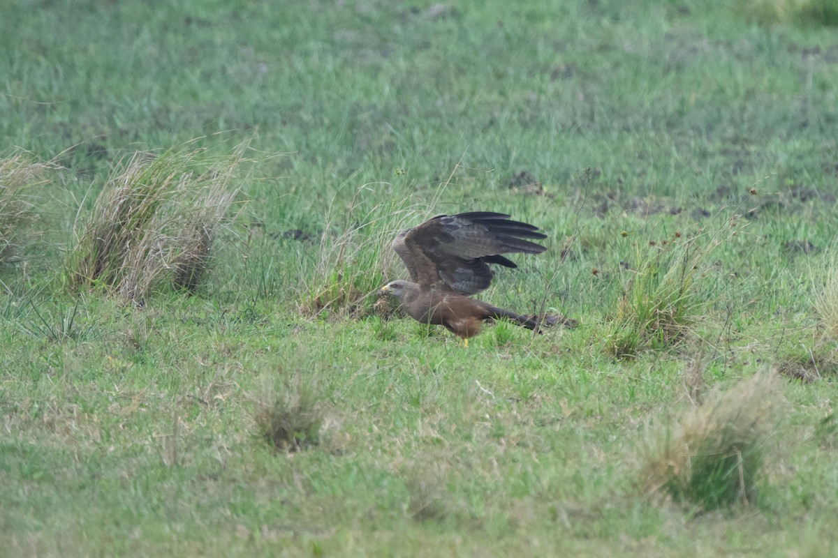 Black Kite - Nick Leiby