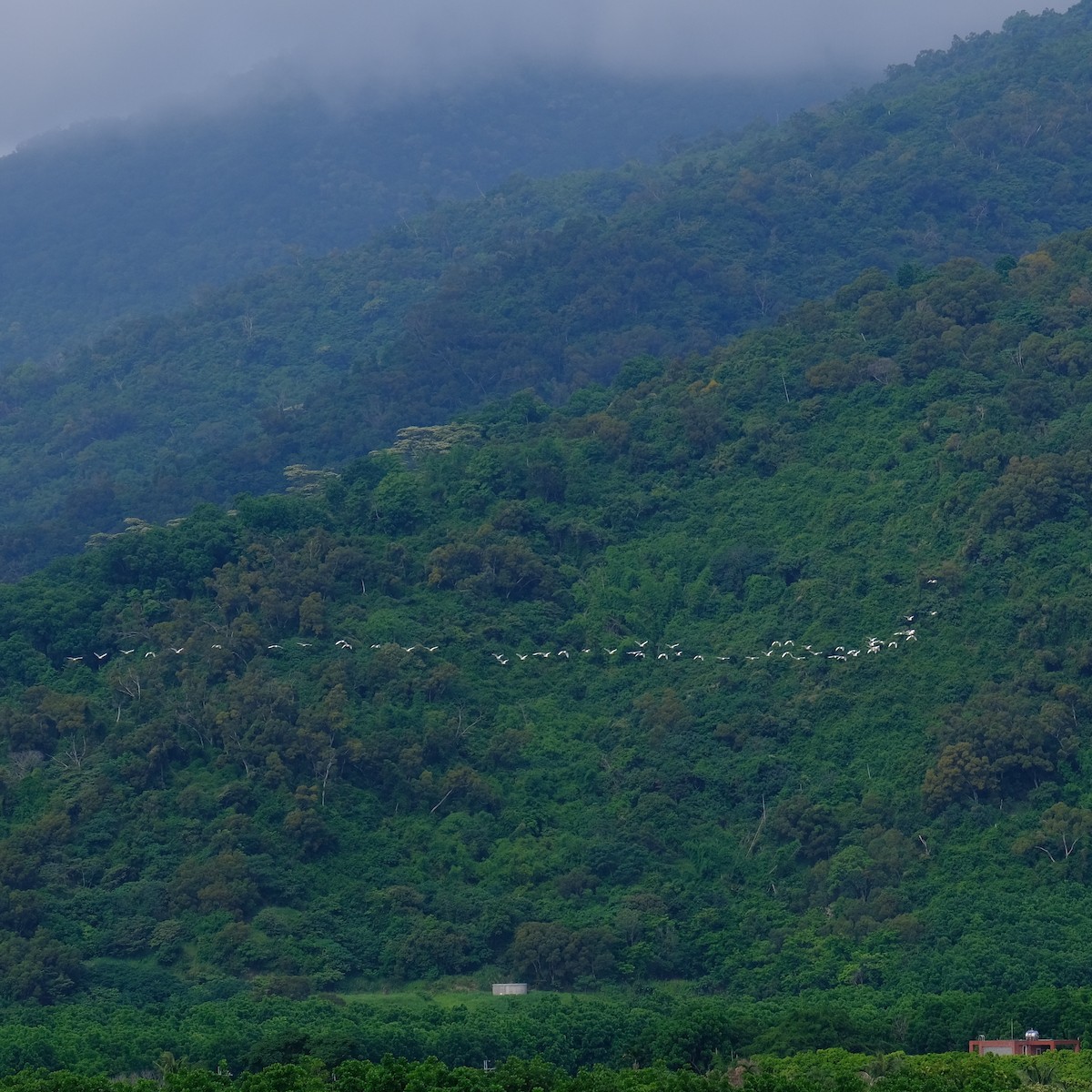 Eastern Cattle Egret - Kuan Chia Hsiu