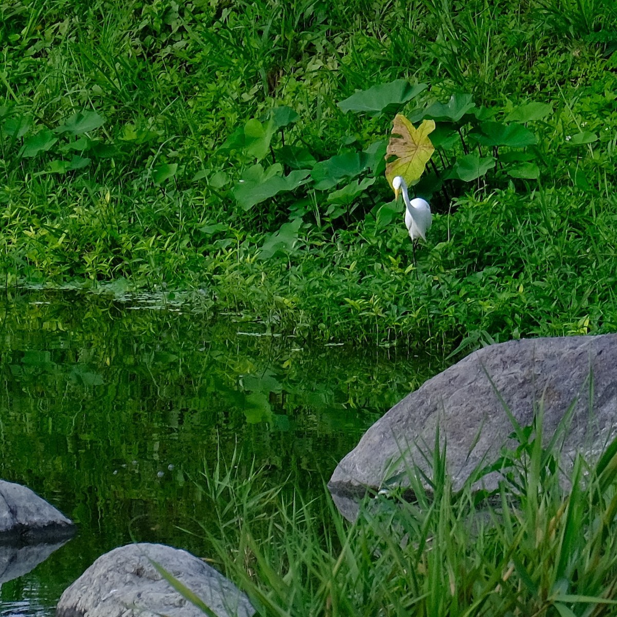 Medium Egret - Kuan Chia Hsiu