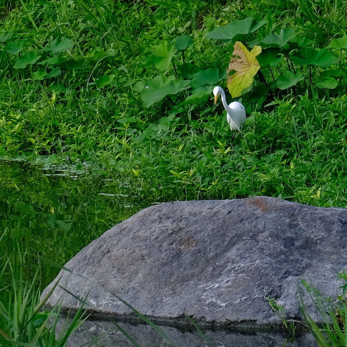 Medium Egret - Kuan Chia Hsiu