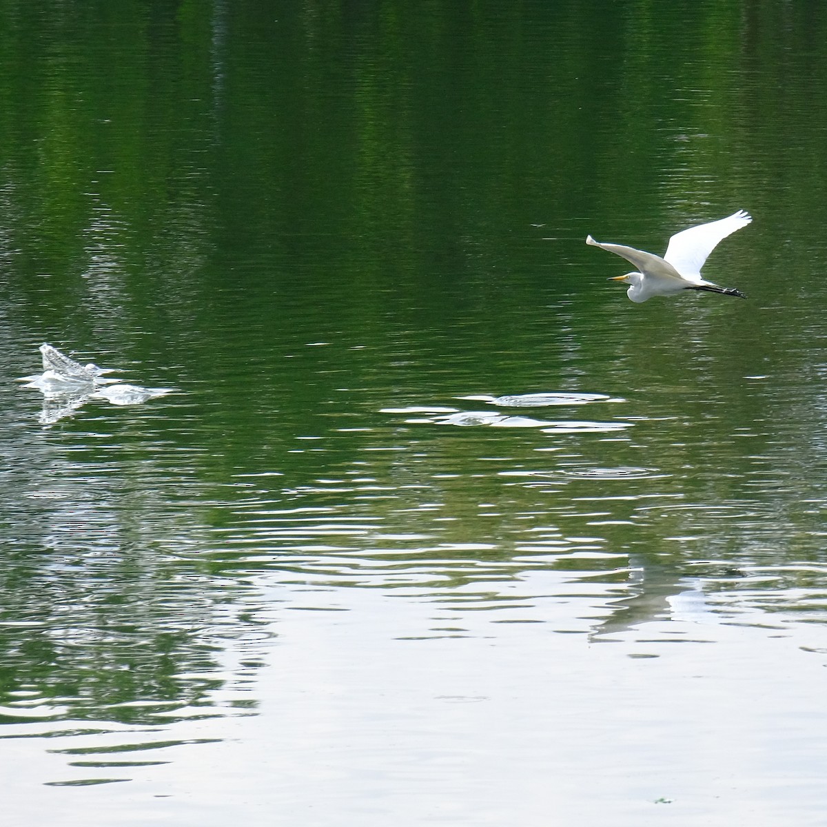 Medium Egret - Kuan Chia Hsiu