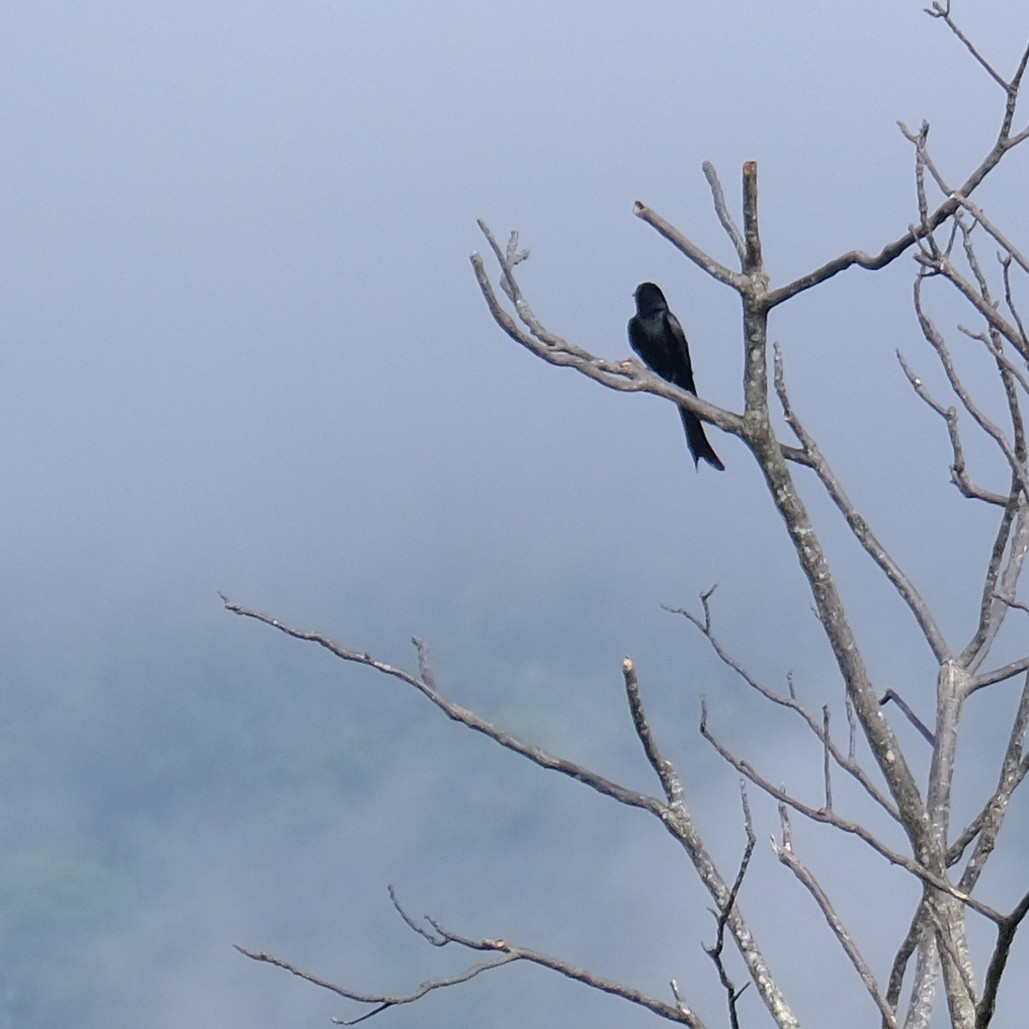 Black Drongo - Kuan Chia Hsiu