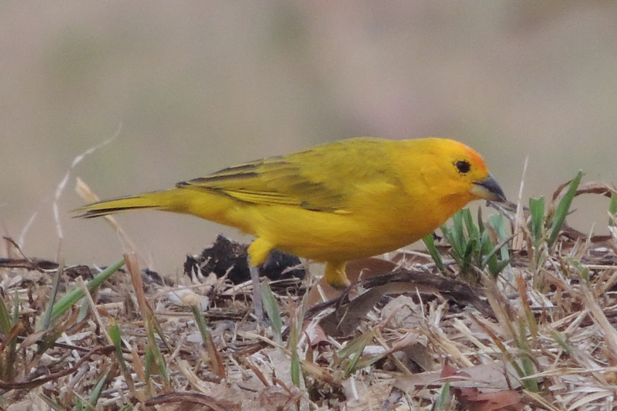 Saffron Finch - Licinio Garrido Hoyos