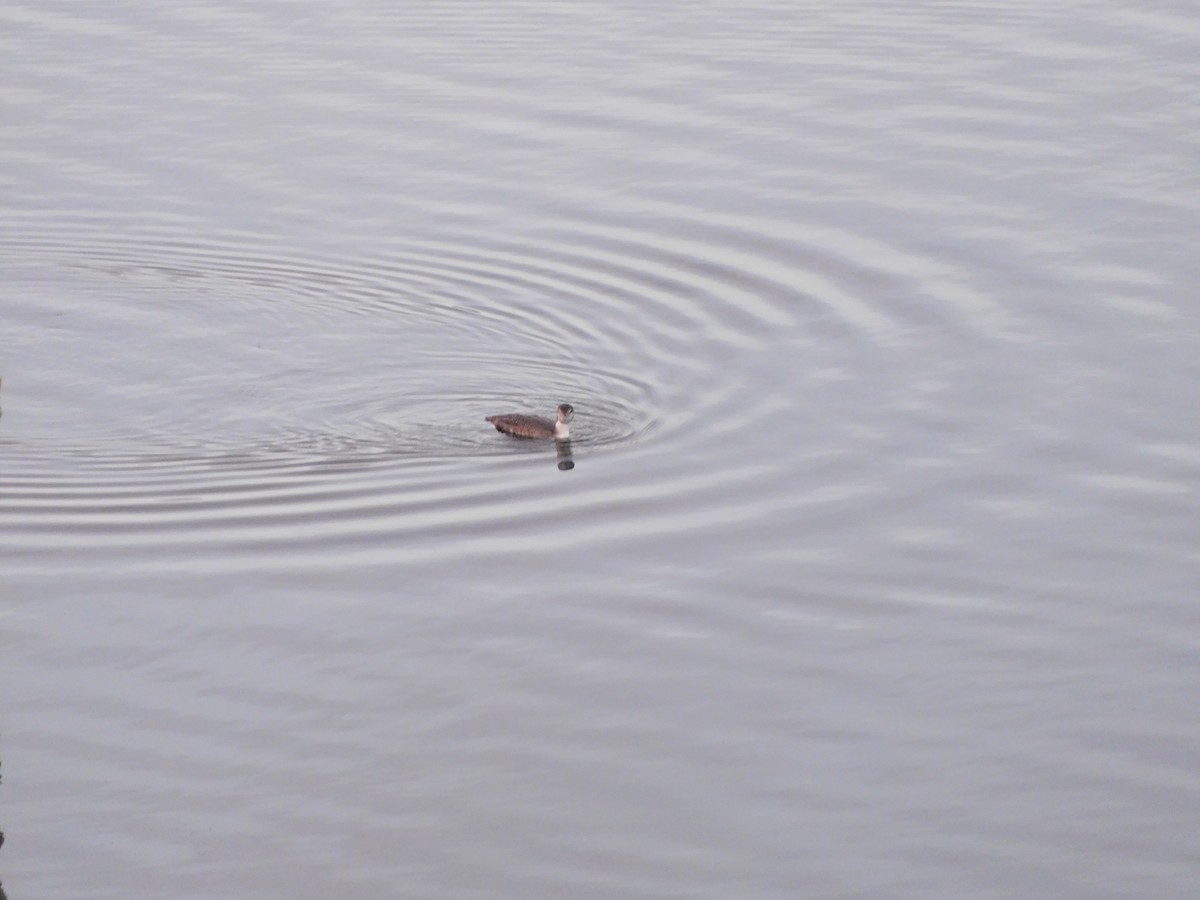 Common Loon - Russell Komor