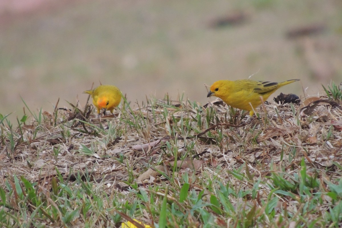 Saffron Finch - Licinio Garrido Hoyos