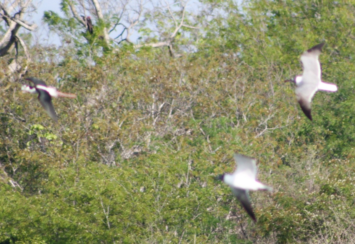 Laughing Gull - Serguei Alexander López Perez