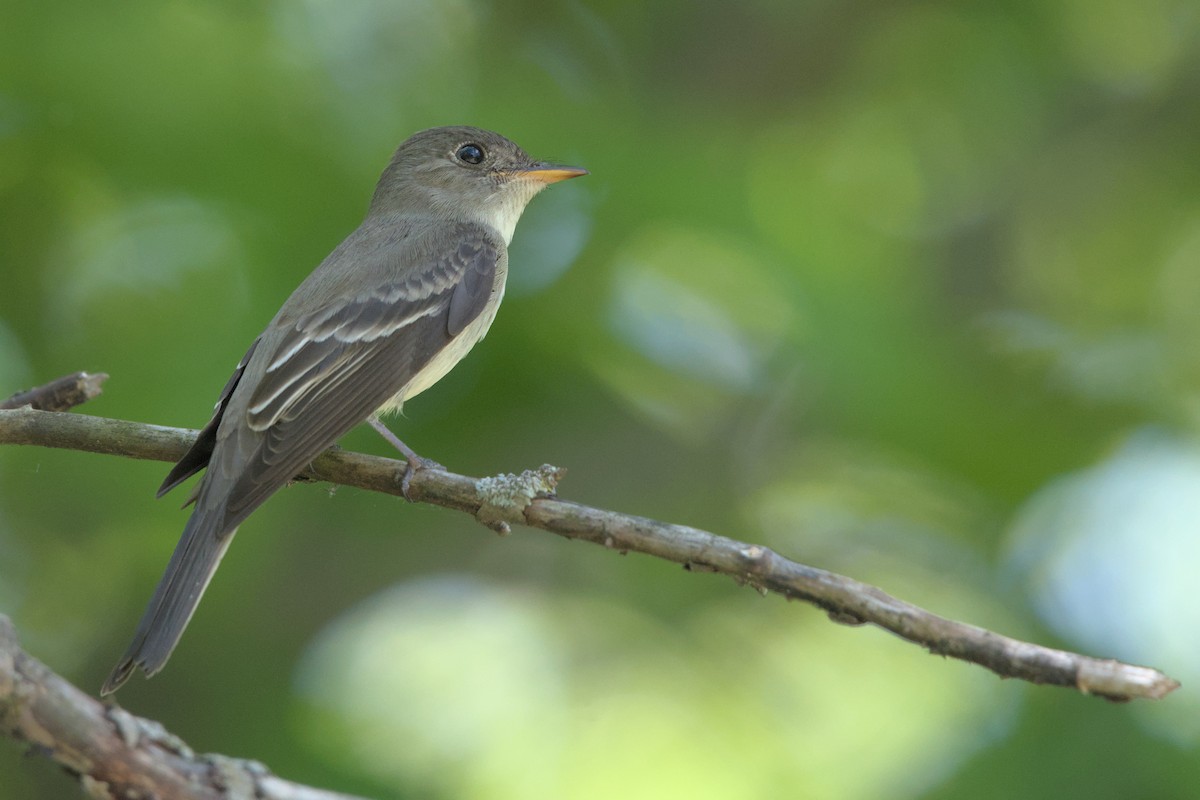 Alder Flycatcher - ML619473732