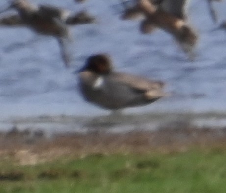 Green-winged Teal - Steve Davis