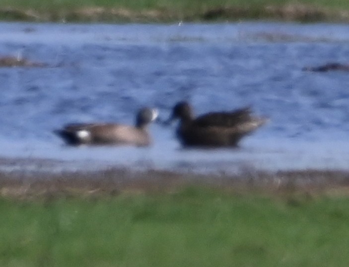 Blue-winged Teal - Steve Davis