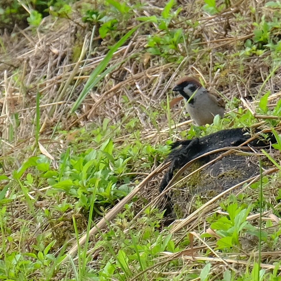 Eurasian Tree Sparrow - Kuan Chia Hsiu