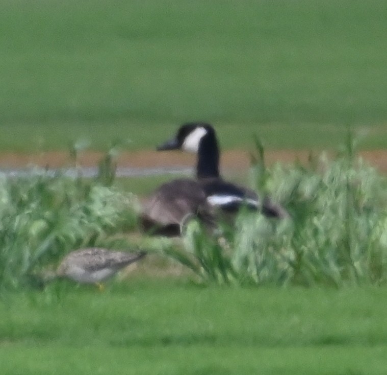 Canada Goose - Steve Davis