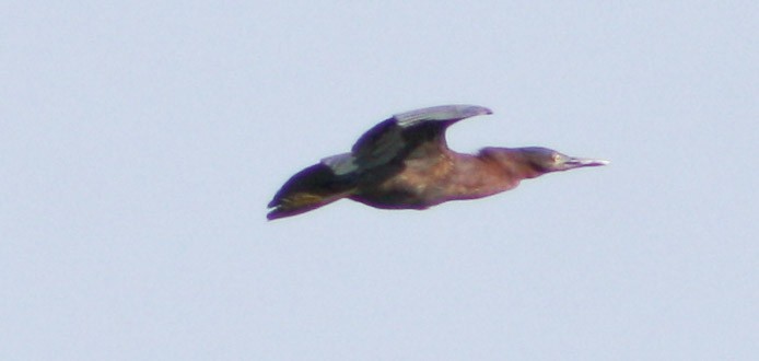 Green Heron - Serguei Alexander López Perez