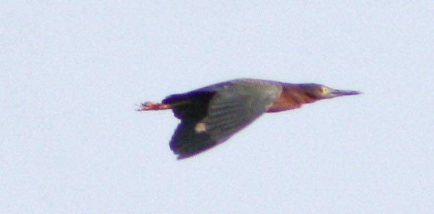 Green Heron - Serguei Alexander López Perez