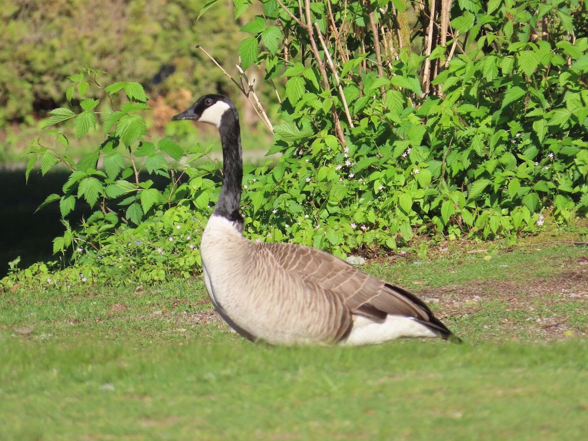 Canada Goose - Latha Raghavendra