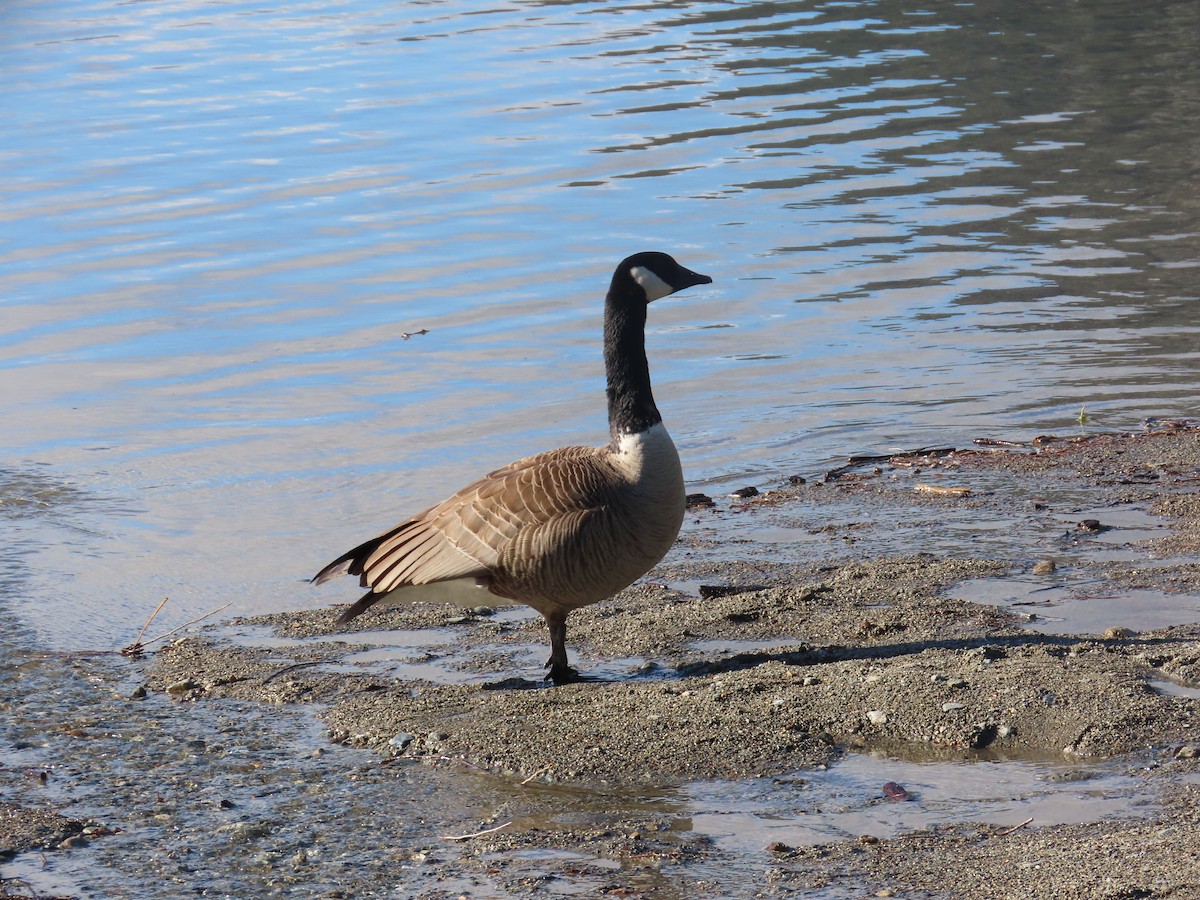 Canada Goose - Latha Raghavendra