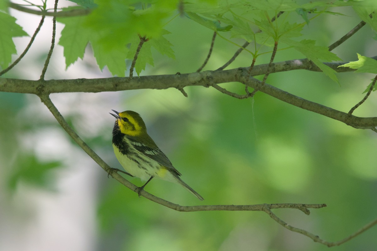 Black-throated Green Warbler - Sean McCann