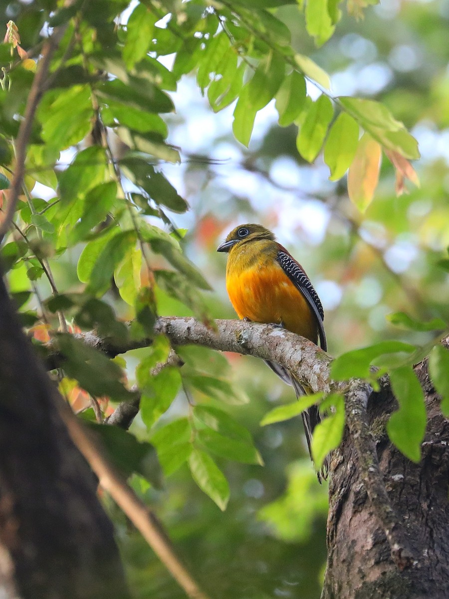 trogon oranžovoprsý - ML619473778