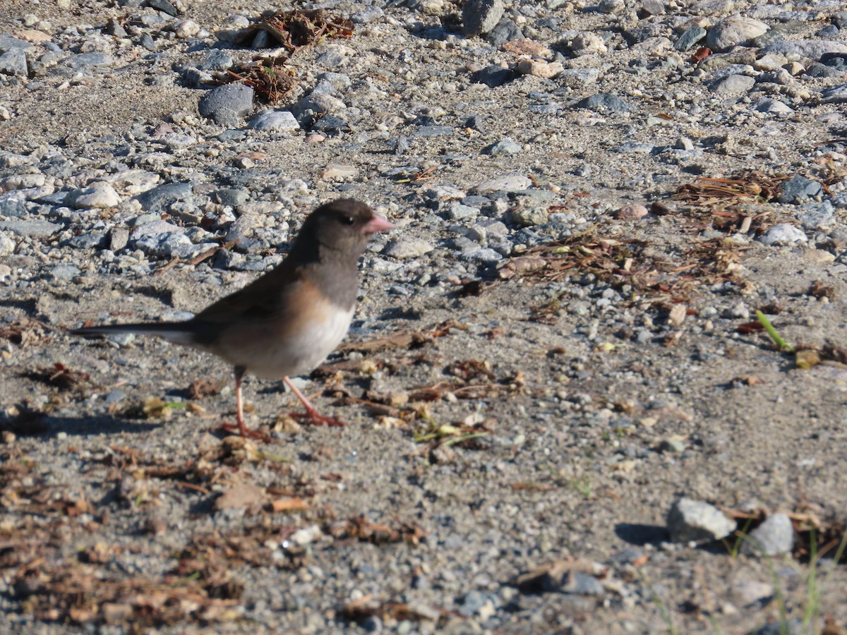 Dark-eyed Junco - Latha Raghavendra