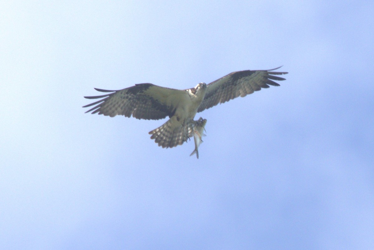 Osprey - David Bennett