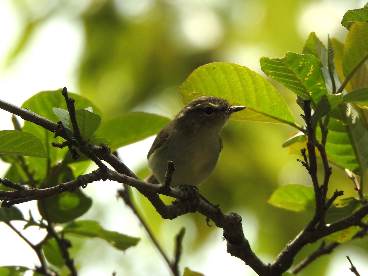 Greenish Warbler - Suebsawat Sawat-chuto