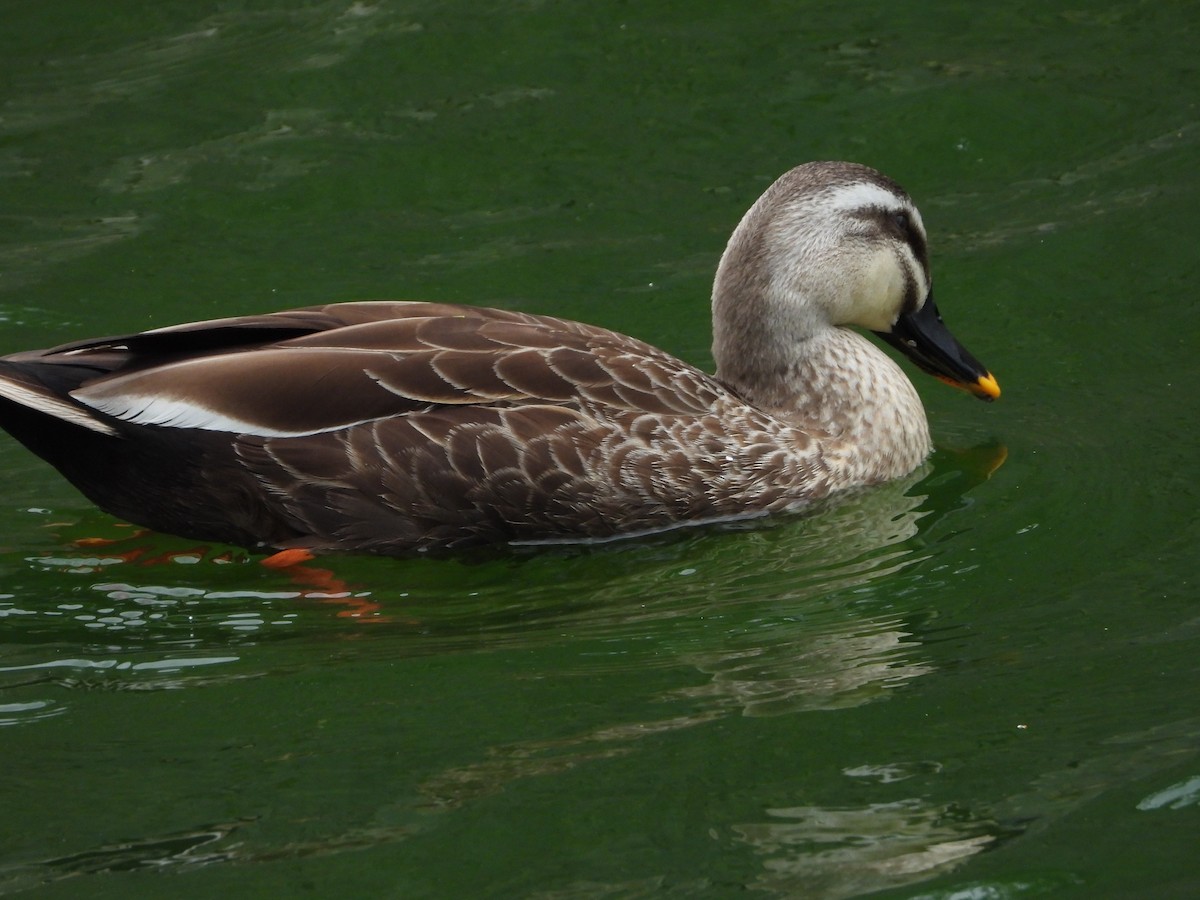 Eastern Spot-billed Duck - Ryo Hn